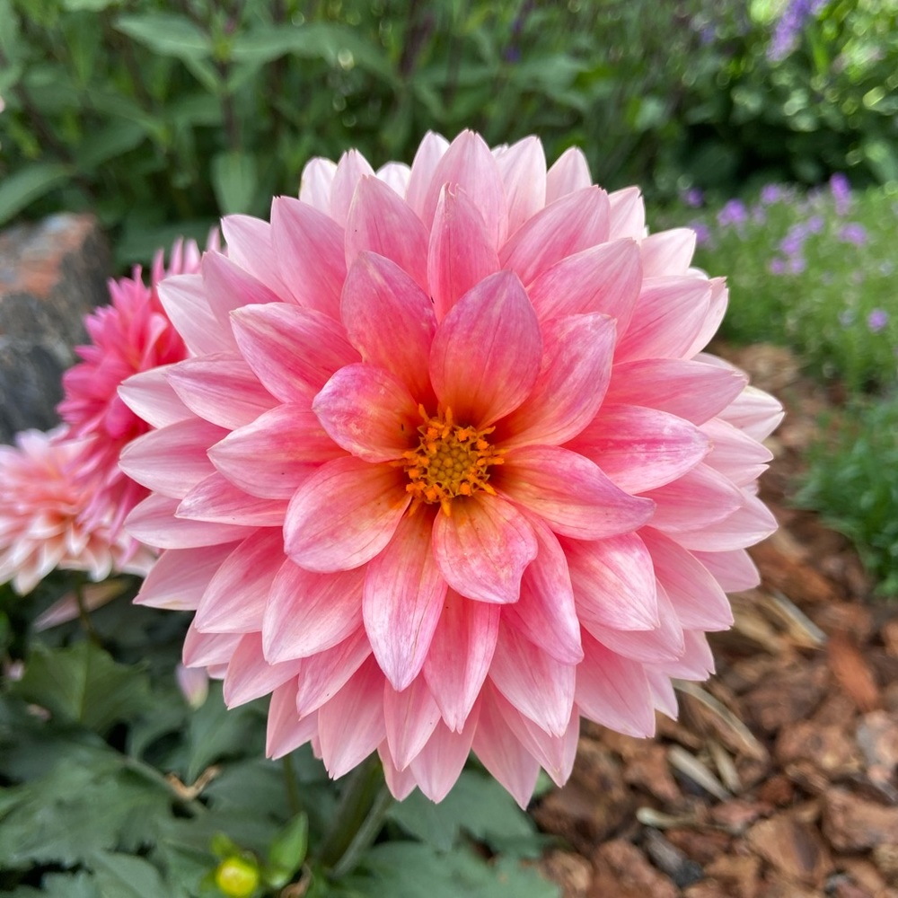 Meet your Posher, Annie